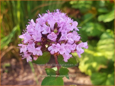 Origanum &#039;Rosenkuppel&#039; | Marjolein, Majoraan | Dost