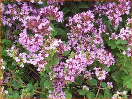 Origanum &#039;Rosenkuppel&#039; | Marjolein, Majoraan | Dost