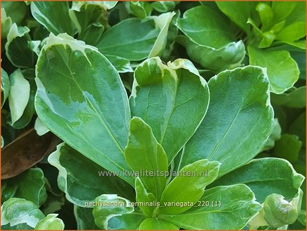 Pachysandra terminalis &amp;#39;Variegata&amp;#39; | Schaduwkruid, Dikkemanskruid | Endst&auml;ndiger Ysander