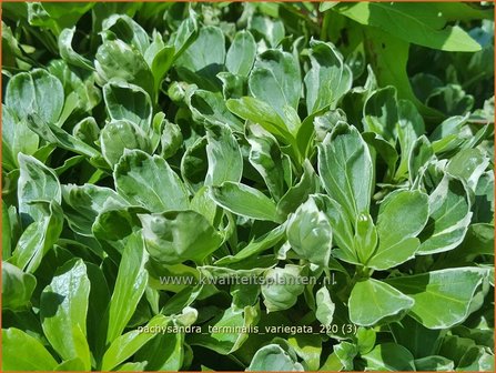 Pachysandra terminalis &amp;#39;Variegata&amp;#39; | Schaduwkruid, Dikkemanskruid | Endst&auml;ndiger Ysander