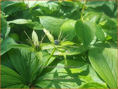 Paris quadrifolia | Vierblad, Eenbes, Spinnekop, Wolfsbes | Vierbl&auml;ttrige Einbeere