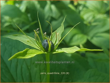 Paris quadrifolia | Vierblad, Eenbes, Spinnekop, Wolfsbes | Vierbl&auml;ttrige Einbeere