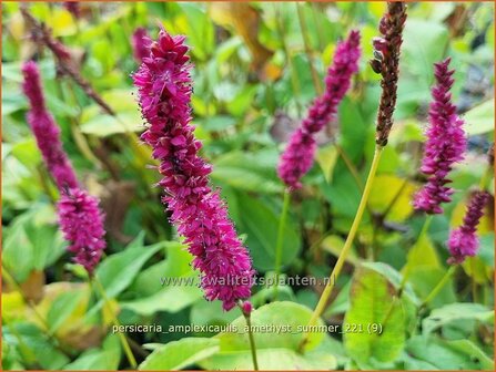 Persicaria amplexicaulis &amp;#39;Amethyst Summer&amp;#39; | Doorgroeide duizendknoop, Adderwortel, Duizendknoop | Kerzenkn&ouml;te