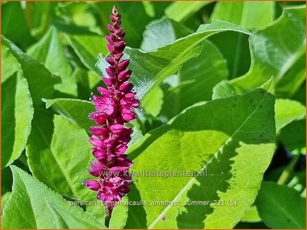 Persicaria amplexicaulis &amp;#39;Amethyst Summer&amp;#39; | Doorgroeide duizendknoop, Adderwortel, Duizendknoop | Kerzenkn&ouml;te