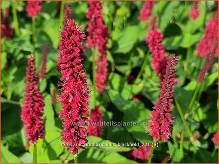 Persicaria amplexicaulis &amp;#39;Blackfield&amp;#39; | Doorgroeide duizendknoop, Adderwortel, Duizendknoop | Kerzenkn&ouml;terich