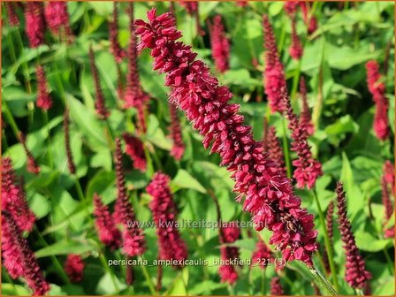 Persicaria amplexicaulis &amp;#39;Blackfield&amp;#39; | Doorgroeide duizendknoop, Adderwortel, Duizendknoop | Kerzenkn&ouml;terich