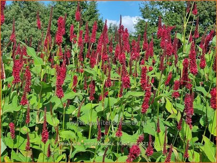 Persicaria amplexicaulis &amp;#39;Blackfield&amp;#39; | Doorgroeide duizendknoop, Adderwortel, Duizendknoop | Kerzenkn&ouml;terich