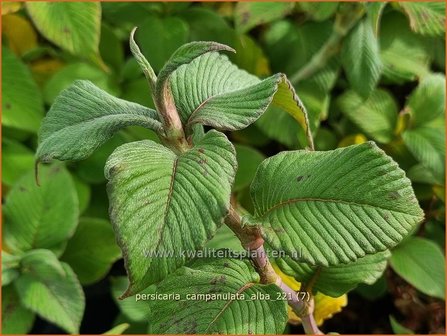 Persicaria campanulata &amp;#39;Alba&amp;#39; | Belletjesduizendknoop, Klokjesduizendknoop, Duizendknoop | Glockenkn&ouml;terich