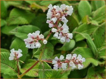 Persicaria campanulata &amp;#39;Alba&amp;#39; | Belletjesduizendknoop, Klokjesduizendknoop, Duizendknoop | Glockenkn&ouml;terich