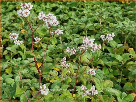 Persicaria campanulata &amp;#39;Alba&amp;#39; | Belletjesduizendknoop, Klokjesduizendknoop, Duizendknoop | Glockenkn&ouml;terich