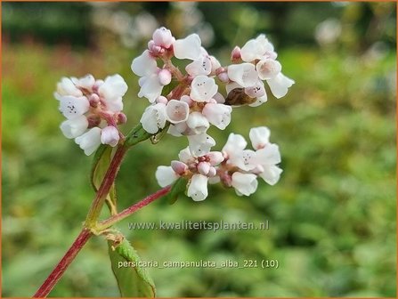 Persicaria campanulata &amp;#39;Alba&amp;#39; | Belletjesduizendknoop, Klokjesduizendknoop, Duizendknoop | Glockenkn&ouml;terich