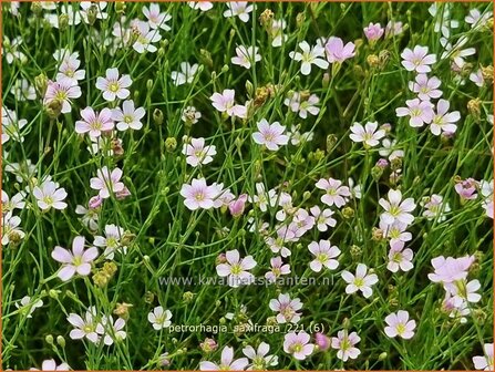 Petrorhagia saxifraga | Mantelanjer | Nelkenk&ouml;pfchen