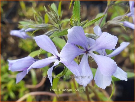 Phlox divaricata | Voorjaarsvlambloem, Vlambloem, Flox, Floks | Wald-Flammenblume