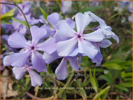 Phlox divaricata &amp;#39;Geddington Cross&amp;#39; | Voorjaarsvlambloem, Vlambloem, Flox, Floks | Wald-Flammenblume