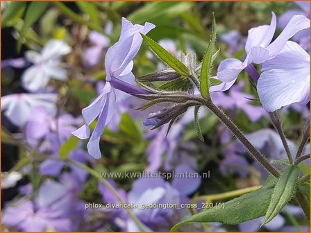 Phlox divaricata &amp;#39;Geddington Cross&amp;#39; | Voorjaarsvlambloem, Vlambloem, Flox, Floks | Wald-Flammenblume