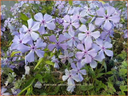 Phlox divaricata &amp;#39;Geddington Cross&amp;#39; | Voorjaarsvlambloem, Vlambloem, Flox, Floks | Wald-Flammenblume