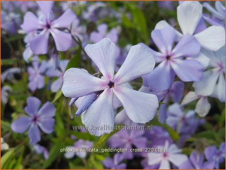 Phlox divaricata &amp;#39;Geddington Cross&amp;#39; | Voorjaarsvlambloem, Vlambloem, Flox, Floks | Wald-Flammenblume