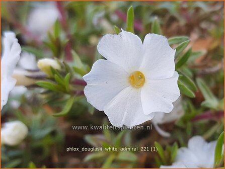 Phlox douglasii &#039;White Admiral&#039; | Kruipphlox, Vlambloem, Flox, Floks | Polsterphlox | Tufed Phlox