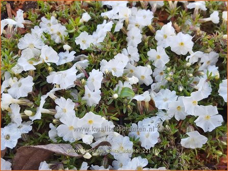 Phlox douglasii &#039;White Admiral&#039; | Kruipphlox, Vlambloem, Flox, Floks | Polsterphlox | Tufed Phlox