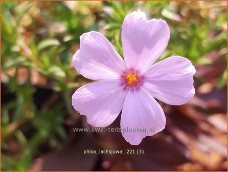 Phlox &amp;#39;Lachsjuwel&amp;#39; | Kruipphlox, Vlambloem, Flox, Floks | Polsterphlox