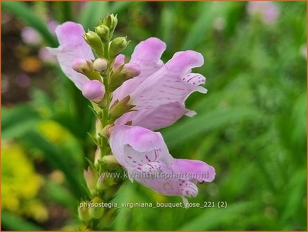 Physostegia virginiana &#039;Bouquet Rose&#039; | Scharnierbloem | Gelenkblume