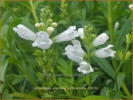 Physostegia virginiana &amp;#39;Summer Snow&amp;#39; | Scharnierbloem | Gelenkblume