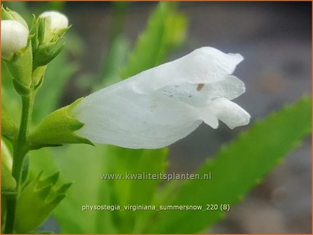 Physostegia virginiana &amp;#39;Summer Snow&amp;#39; | Scharnierbloem | Gelenkblume