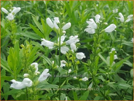 Physostegia virginiana &amp;#39;Summer Snow&amp;#39; | Scharnierbloem | Gelenkblume