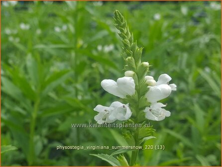 Physostegia virginiana &amp;#39;Summer Snow&amp;#39; | Scharnierbloem | Gelenkblume