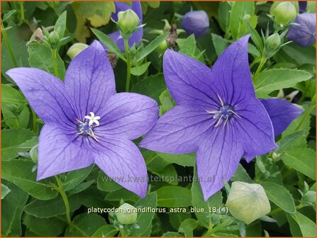 Platycodon grandiflorus &amp;#39;Astra Blue&amp;#39; | Ballonklokje | Ballonblume