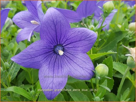 Platycodon grandiflorus &amp;#39;Astra Blue&amp;#39; | Ballonklokje | Ballonblume