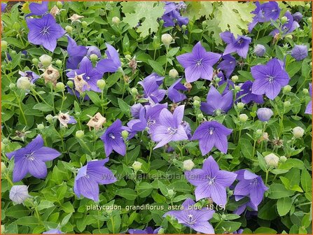 Platycodon grandiflorus &amp;#39;Astra Blue&amp;#39; | Ballonklokje | Ballonblume