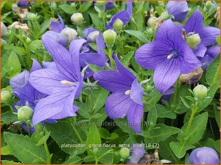 Platycodon grandiflorus &amp;#39;Astra Blue&amp;#39; | Ballonklokje | Ballonblume