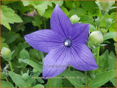 Platycodon grandiflorus &amp;#39;Astra Blue&amp;#39; | Ballonklokje | Ballonblume