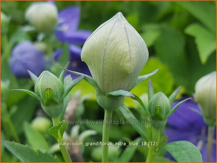 Platycodon grandiflorus &amp;#39;Astra Blue&amp;#39; | Ballonklokje | Ballonblume