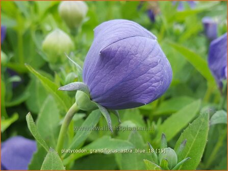 Platycodon grandiflorus &amp;#39;Astra Blue&amp;#39; | Ballonklokje | Ballonblume