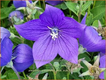 Platycodon grandiflorus &amp;#39;Astra Blue&amp;#39; | Ballonklokje | Ballonblume