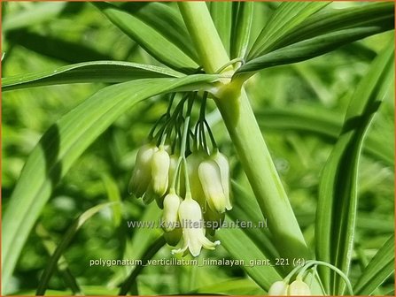 Polygonatum verticillatum &amp;#39;Himalayan Giant&amp;#39; | Kranssalomonszegel, Salomonszegel | Quirlbl&auml;ttrige Wei&szlig;wurz