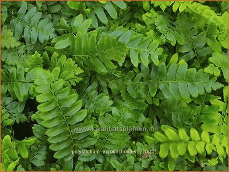 Polystichum acrostichoides | Kerstvaren, Naaldvaren | Amerikanischer Weihnachtsfarn