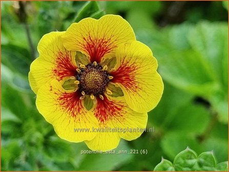 Potentilla &amp;#39;Esta Ann&amp;#39; | Ganzerik | Fingerkraut