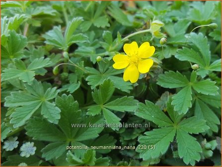 Potentilla neumanniana &amp;#39;Nana&amp;#39; | Voorjaarsganzerik, Ganzerik | Fr&uuml;hlings-Fingerkraut