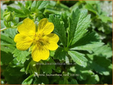 Potentilla neumanniana &amp;#39;Nana&amp;#39; | Voorjaarsganzerik, Ganzerik | Fr&uuml;hlings-Fingerkraut