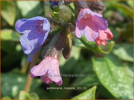 Pulmonaria &amp;#39;Majest&eacute;&amp;#39; | Longkruid | Lungenkraut