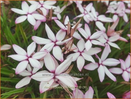 Rhodohypoxis confecta | Roodsterretje, Sterretjesgras | Grasstern