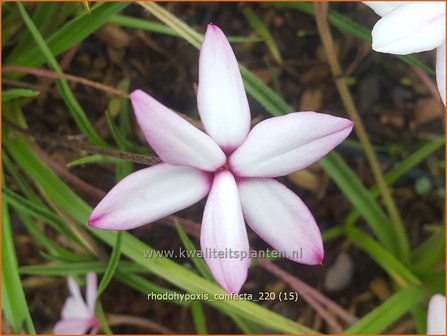 Rhodohypoxis confecta | Roodsterretje, Sterretjesgras | Grasstern