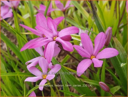 Rhodohypoxis &amp;#39;Hebron Farm Cerise&amp;#39; | Roodsterretje, Sterretjesgras | Grasstern