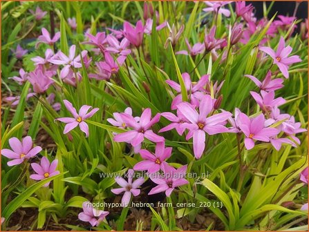 Rhodohypoxis &amp;#39;Hebron Farm Cerise&amp;#39; | Roodsterretje, Sterretjesgras | Grasstern