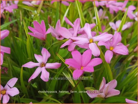 Rhodohypoxis &amp;#39;Hebron Farm Cerise&amp;#39; | Roodsterretje, Sterretjesgras | Grasstern