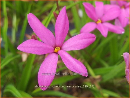 Rhodohypoxis &amp;#39;Hebron Farm Cerise&amp;#39; | Roodsterretje, Sterretjesgras | Grasstern