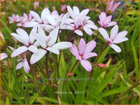 Rhodoxis &amp;#39;Ria&amp;#39; | Rapsterretje, Sterretjesgras | Grasstern